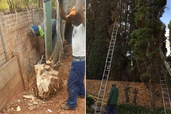 911 Tree Felling in Pretoria