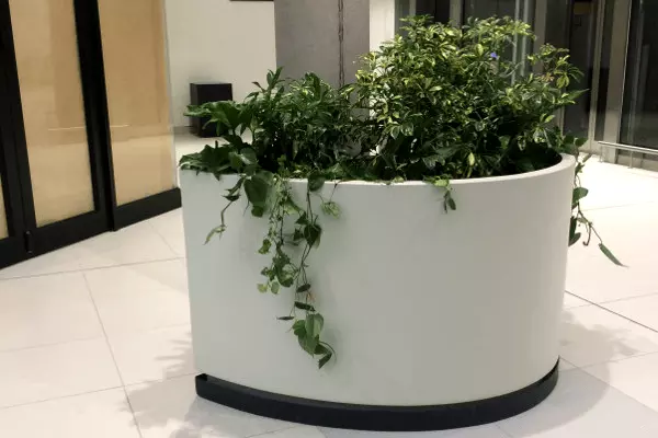 Nuno Indoor Plants